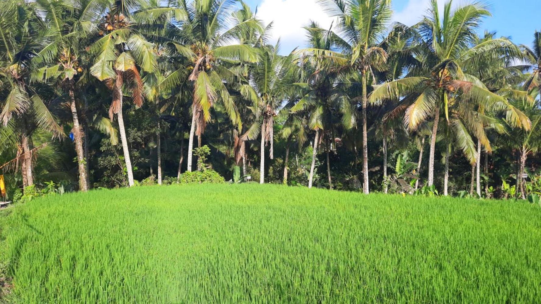 As I Am Ubud Retreat Экстерьер фото